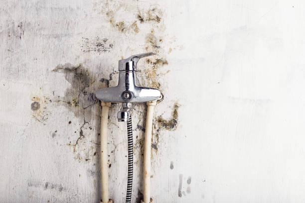 Best Industrial Mold Remediation in Sebastian, FL