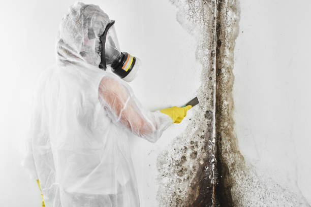 Best Black Mold Remediation in Sebastian, FL