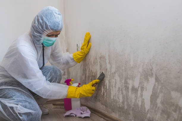 Best Mold Remediation for Specific Building Types in Sebastian, FL