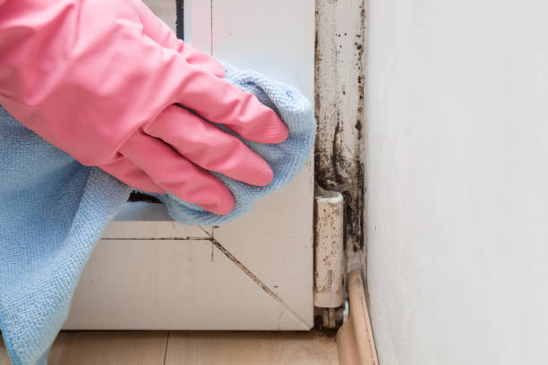 Best Mold Testing and Inspection Services in Sebastian, FL