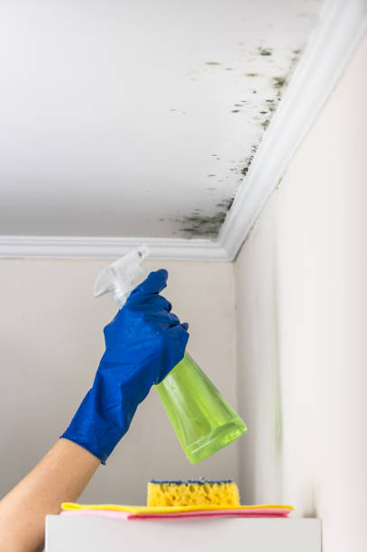 Best Post-Flood Mold Remediation in Sebastian, FL